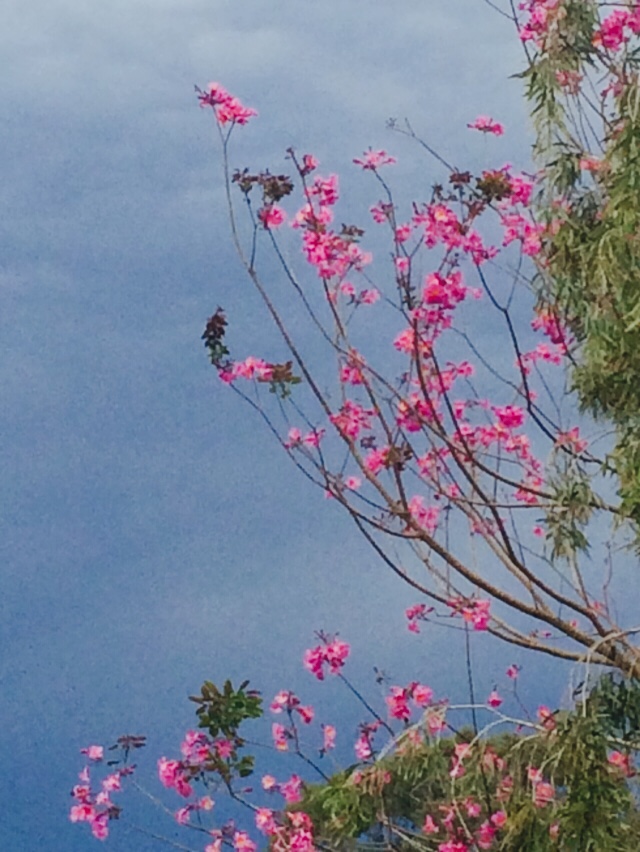 Not the best photo but I love the contrast of the flowers on my neighbour's tree against the storm clouds.