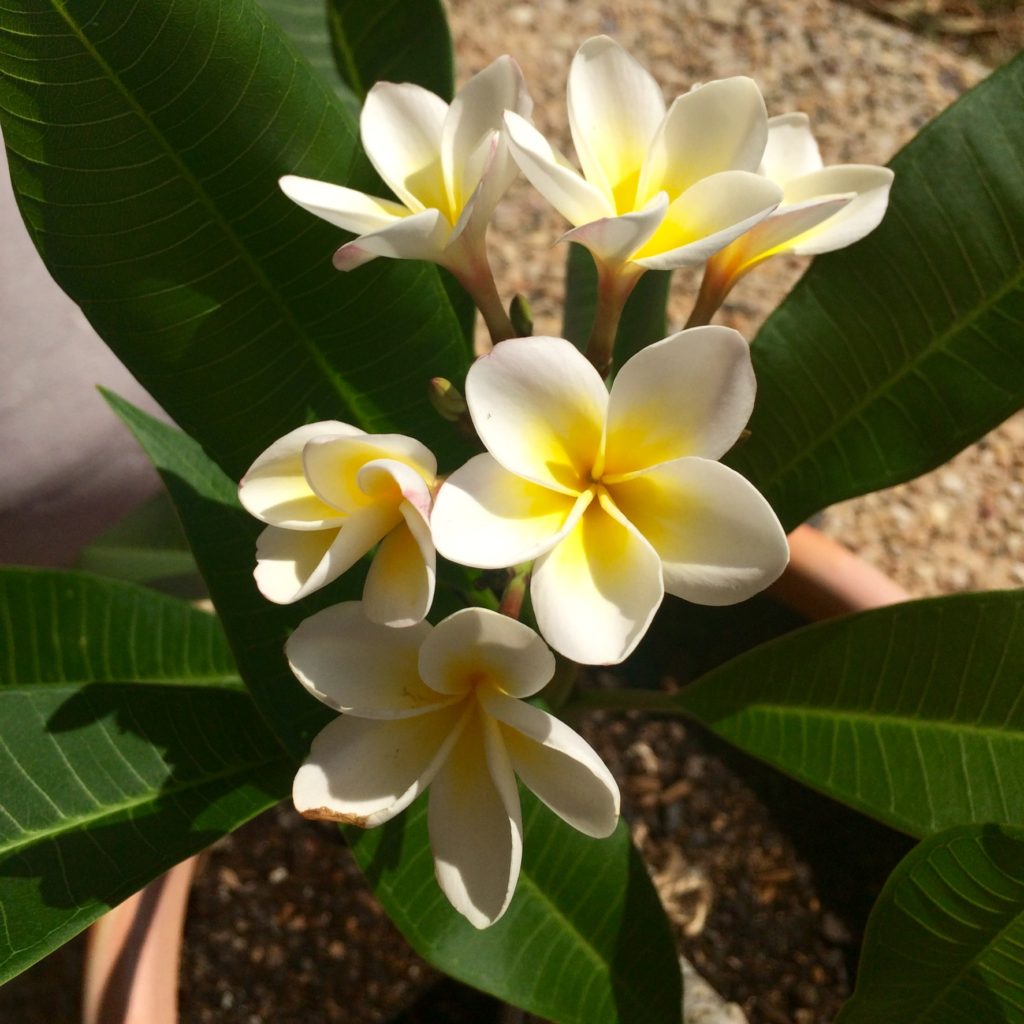 My beautiful frangipani and those glorious flowers!